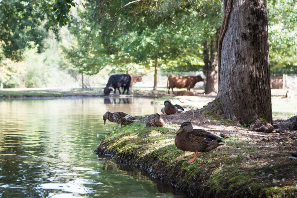 ile aux animaux